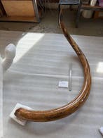 Mammouth laineux - Défense fossilisée - Mammuthus, Collections