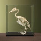 Booteend Skelet Taxidermie Opgezette Dieren By Max, Ophalen of Verzenden, Opgezet dier