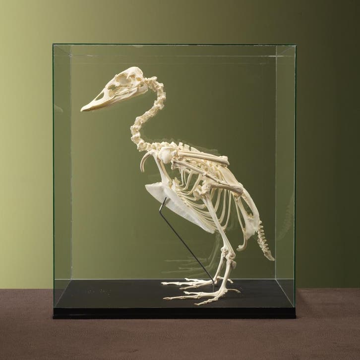 Booteend Skelet Taxidermie Opgezette Dieren By Max, Collections, Collections Animaux, Enlèvement ou Envoi