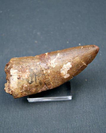 Theropode africain XXL - Dent fossile - Carcharodontosaurus