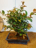 Vijgenboom bonsai (Ficus) - Hoogte (boom): 40 cm - Diepte