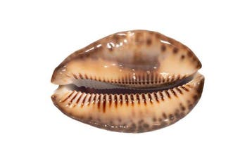 Super TOP GEM Giant  met gegevensblad Taxidermie