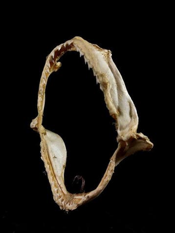 Zonder reserve: zeldzame kaak uit de collectie Taxidermie, Nieuw