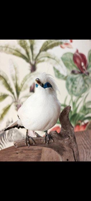 Recently Mounted Bali Starling - Rare to see Taxidermie, Verzamelen, Nieuw