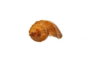 Sensationele reus: Fulgoraria fulgura (160 mm) uit Kii – GEM