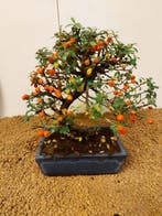 cotoneaster - Hoogte (boom): 23 cm - Diepte (boom): 25 cm -, Antiek en Kunst