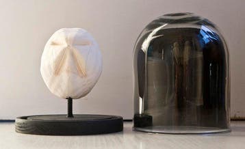 Zee-egel Taxidermie volledige montage - Metalia angustus. -, Nieuw