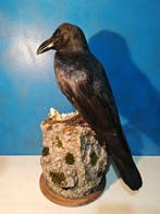 Corbeau à gros bec Support de corps entier pour taxidermie -, Verzamelen, Dierenverzamelingen, Nieuw