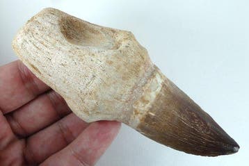Dent géante de Prognatodon giganteous. - Dent fossile - 12.4