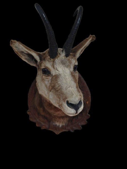 Gems Taxidermie hoofdmontage - Rupicapra pyrenaica - 50 cm -, Collections, Collections Animaux