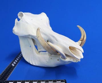 Wrattenzwijn Schedel - Phacochoerus africanus - 17 cm - 18, Nieuw