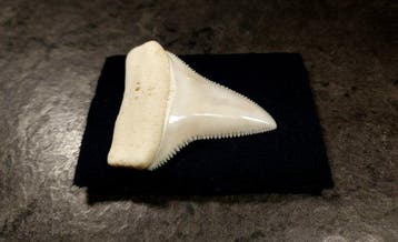 Witte haai Taxidermie volledige montage - Carcharodon, Nieuw