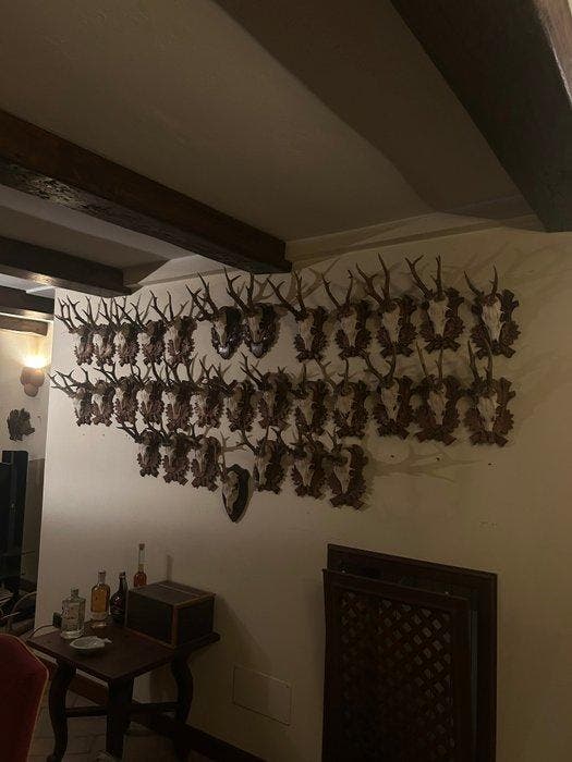 Ree Taxidermie volledige montage - Capreolus capreolus - 20, Antiek en Kunst, Curiosa en Brocante