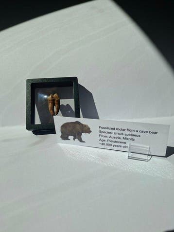 Ours des cavernes - Molaire fossile - Ursus spelaeus (Sans