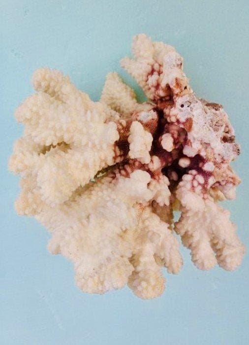 Corail blanc Koraal - Corail Acropora, Antiek en Kunst, Curiosa en Brocante