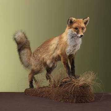 Vos Taxidermie Opgezette Dieren By Max, Verzamelen, Dierenverzamelingen, Ophalen of Verzenden, Nieuw, Wild dier, Opgezet dier