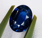 Zonder minimumprijs - 1 pcs Blauw Saffier - 2.75 ct - Lotus, Nieuw