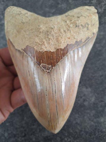 Megalodon - Fossiele tand - 12 cm - 9.2 cm, Verzamelen