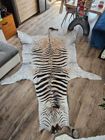 Zebra Taxidermie volledige montage - Equus quagga - 300 cm -