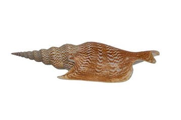 Mirabilistrombus listeri (135 mm) - Zeldzame GROTE MAAT -