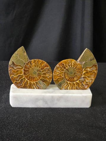 Ammoniet - Gefossiliseerd dier - Aioloceras (Cleoniceras)