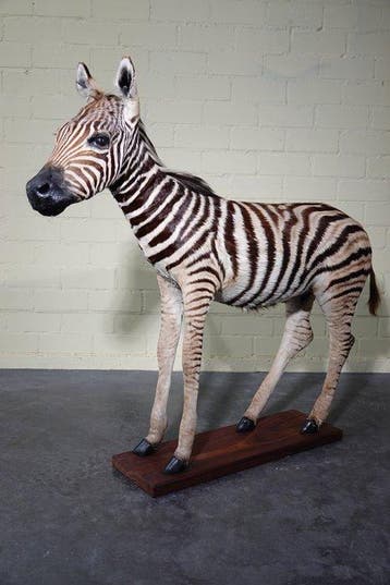 Fine Plains Zebra Veulen - Taxidermie volledige montage -