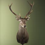 Edelhert Taxidermie Opgezette Dieren By Max, Ophalen of Verzenden, Nieuw, Wild dier, Opgezet dier