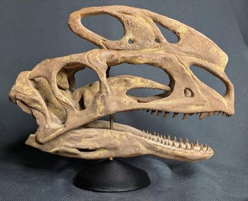 Fossiele schedel - Proceratosaurus - Museum-Grade Replica -