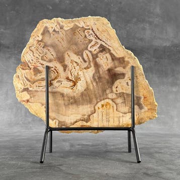 Magnifique tranche de bois pétrifié sur un socle