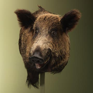 Wild Zwijn Groot Offset Taxidermie Opgezette Dieren By Max, Ophalen of Verzenden, Nieuw, Wild dier, Opgezet dier