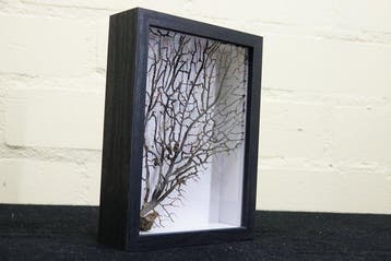Fine Gorgonian Sea Fan / zeewaaier in simpele vitrine