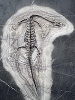 Reptile fossile: Keichousaurus -Trias - Animal fossilisé -