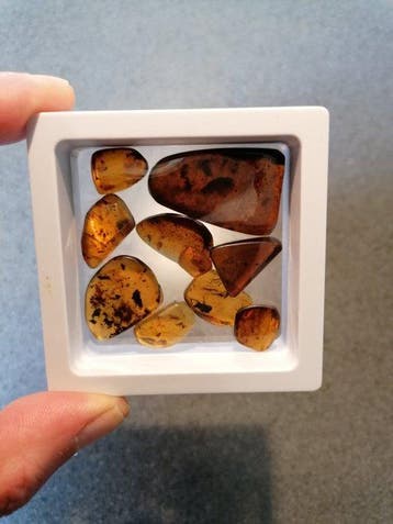 Ambre burmite avec des insectes / des inclusions - Ambre
