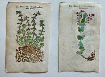 Leonhart Fuchs - Primi de stirpium historia commentariorum, Antiek en Kunst