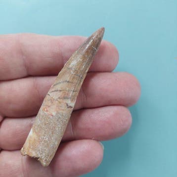 Dinosaurus - Fossiele tand - Spinosaurus aegyptiacus - 72 mm