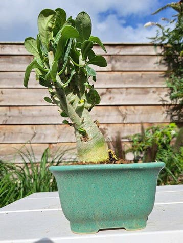 Woestijnroos bonsai (Adenium obesum) - Hoogte (boom): 20 cm