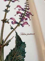 Villeroy & Boch - Tafelservies - Botanica - Porselein, Antiek en Kunst