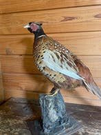 Fazant Taxidermie volledige montage - Phasianus colchicus -, Nieuw