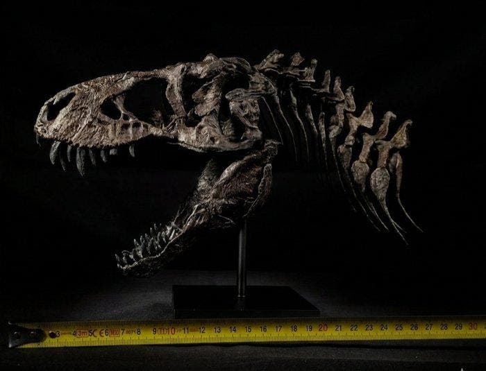 Tyrannosaurus Taxidermie replica montage - Replica T-Rex, Verzamelen, Mineralen en Fossielen
