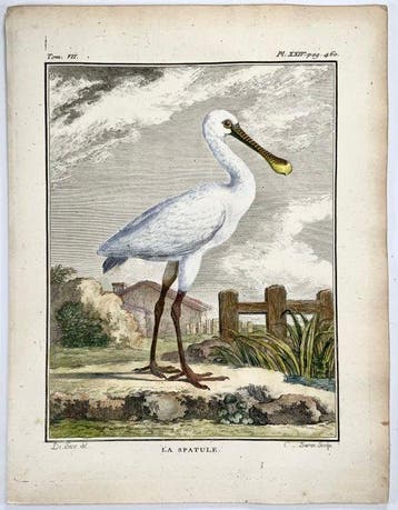 Lot of 4 Quarto engravings, De Seve: Spoonbill, Redshank,