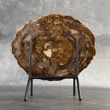 Magnifique tranche de bois pétrifié sur un socle