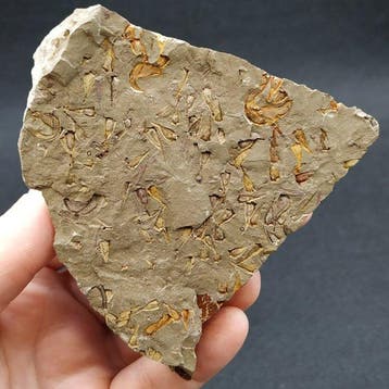 Zeldzame eocrinoïden & carpoïden - Fossiele plaatmatrix -, Verzamelen