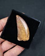 Dinosaurus - Fossiele tand - Carcharodontosaurus Saharicus, Verzamelen