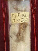 Reliekhouder - Ex Fune de D.N.G.C. Jezus Christus. -