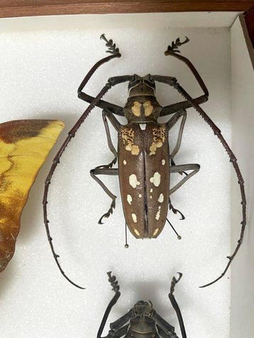 Vlinders en kevers Taxidermie volledige montage -