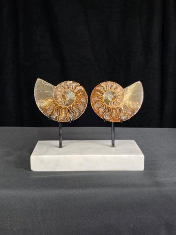 Ammoniet - Gefossiliseerd dier - Two Aioloceras