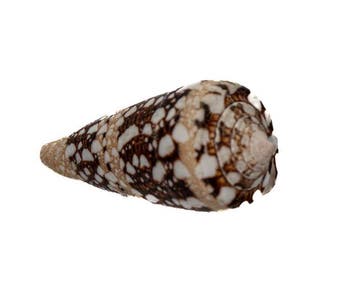 Conus ammiralis - Zeldzame Admiraal-conus - Uitzonderlijk