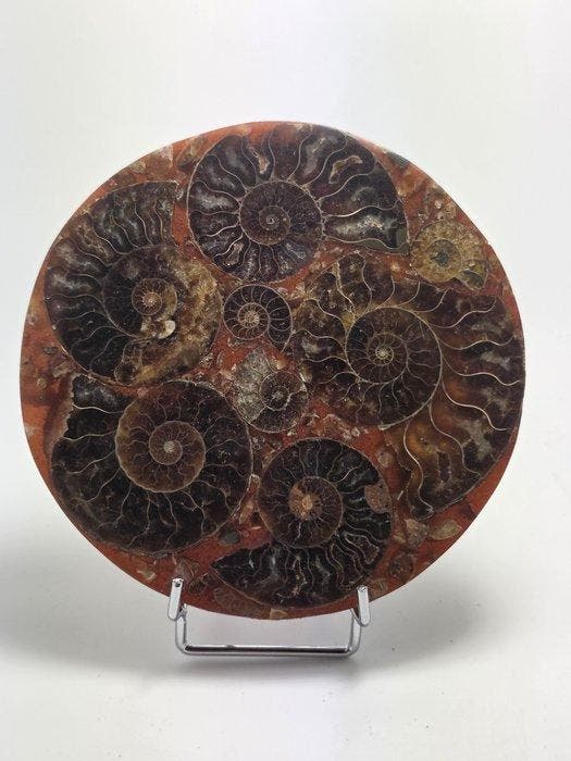 Ammoniet - Gefossiliseerd dier - Aioloceras (Cleoniceras), Collections, Minéraux & Fossiles