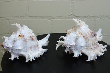 Branched Murex Sea Snail Shell Schelpdier - Chicoreus, Nieuw