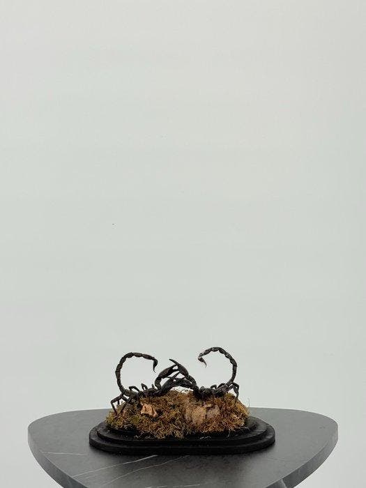 Schorpioenen onder stolp Taxidermie volledige montage -, Antiek en Kunst, Curiosa en Brocante